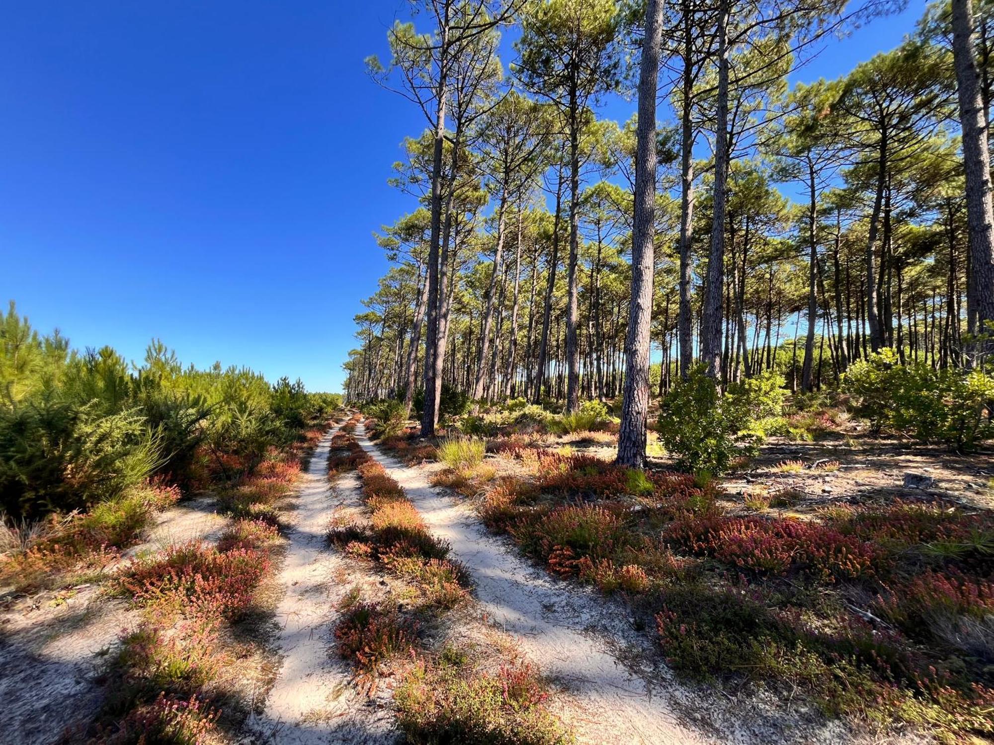 La Bergerie Des Landes Villa Ли-е-Микс Екстериор снимка